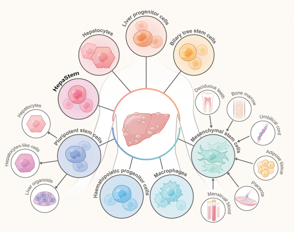 圖1:用于治療終末期肝病的細(xì)胞來源和類型 圖1:用于治療終末期肝病的細(xì)胞來源和類型