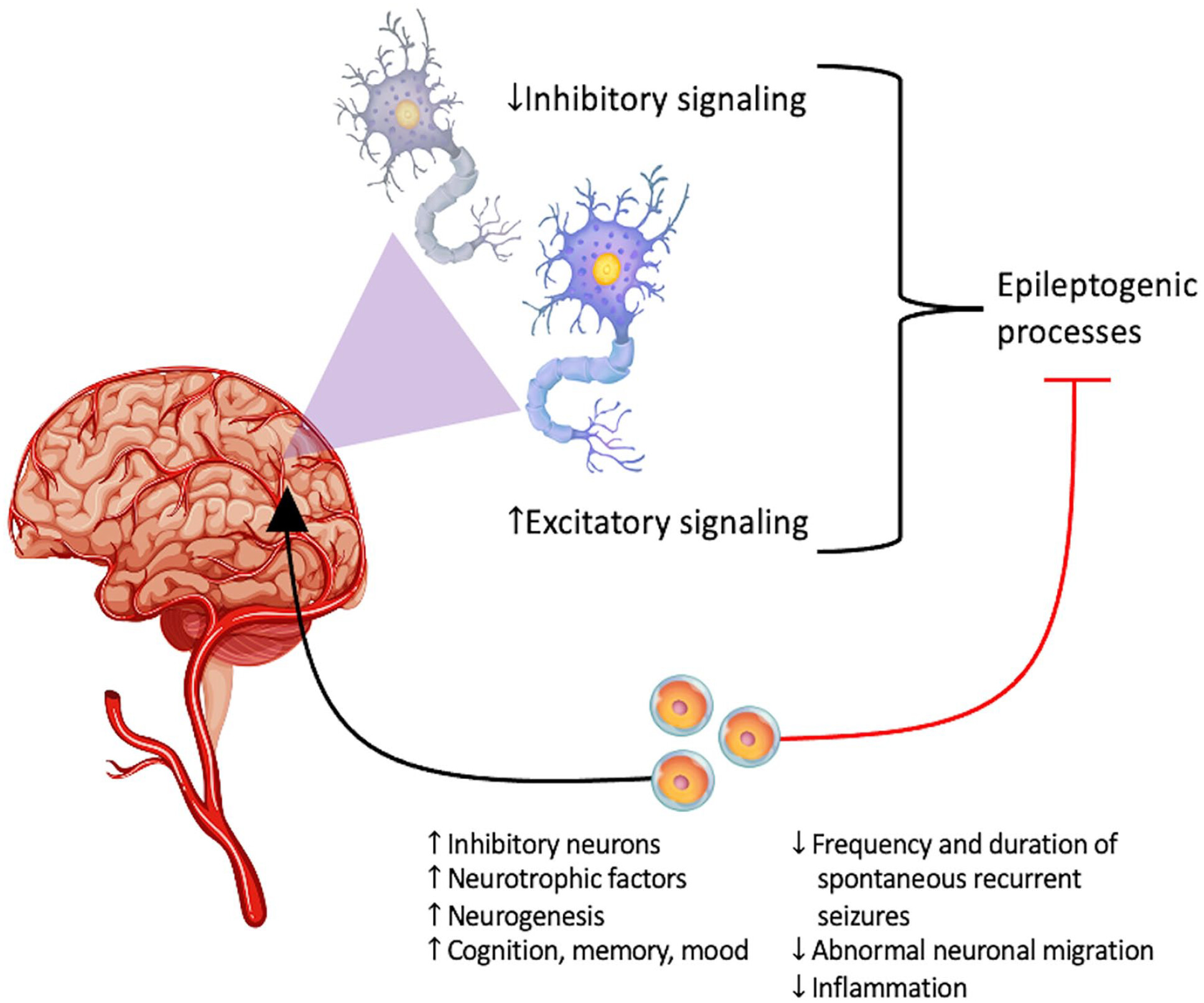 圖1：癲癇的主要潛在病理生理學：神經層面的異常興奮和抑制信號。