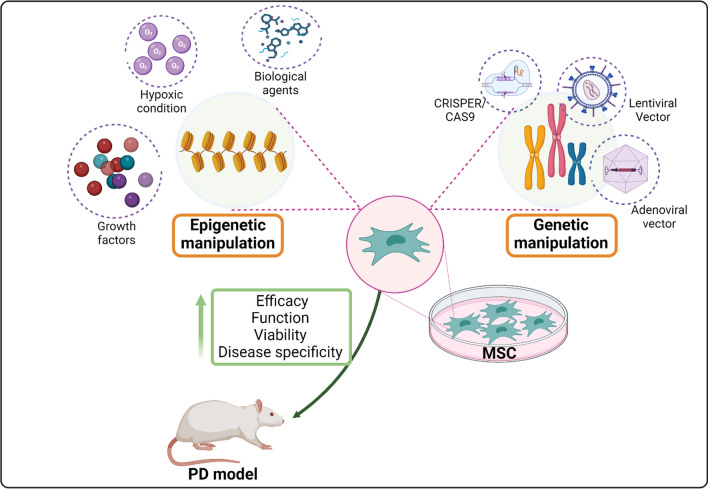 圖3:間充質干細胞 (MSC) 在帕金森病 (PD) 治療中的操作。 圖3:間充質干細胞 (MSC) 在帕金森病 (PD) 治療中的操作。