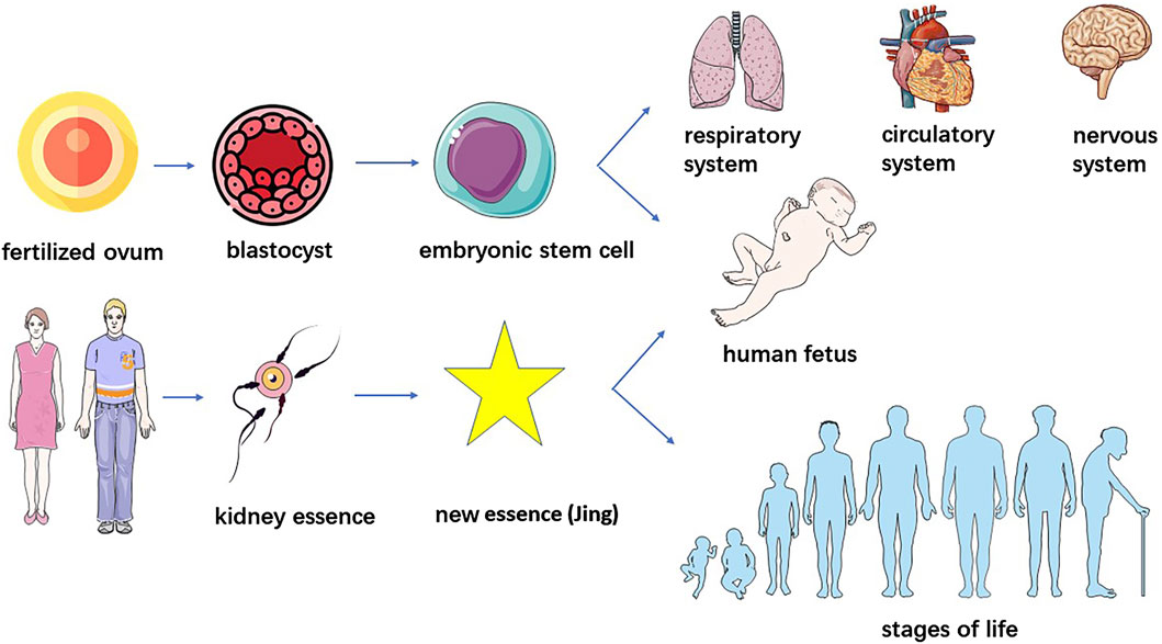 圖2.干細(xì)胞與“腎精”的鑒別。