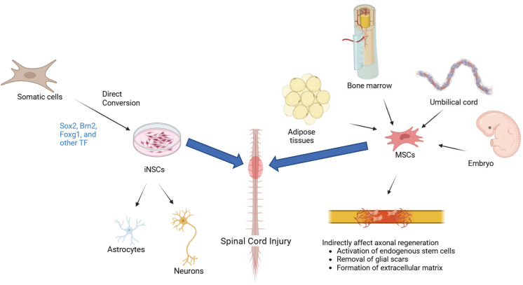 圖1:iNSC(左)和 MSC(右)的比較:由體細(xì)胞重新編程的iNSC專注于神經(jīng)元再生和神經(jīng)營養(yǎng)支持,而來自骨髓、脂肪或臍帶的MSC提供抗炎、免疫調(diào)節(jié)作用和細(xì)胞外基質(zhì)重塑,用于脊髓損傷修復(fù)。 圖1:iNSC(左)和 MSC(右)的比較:由體細(xì)胞重新編程的iNSC專注于神經(jīng)元再生和神經(jīng)營養(yǎng)支持,而來自骨髓、脂肪或臍帶的MSC提供抗炎、免疫調(diào)節(jié)作用和細(xì)胞外基質(zhì)重塑,用于脊髓損傷修復(fù)。