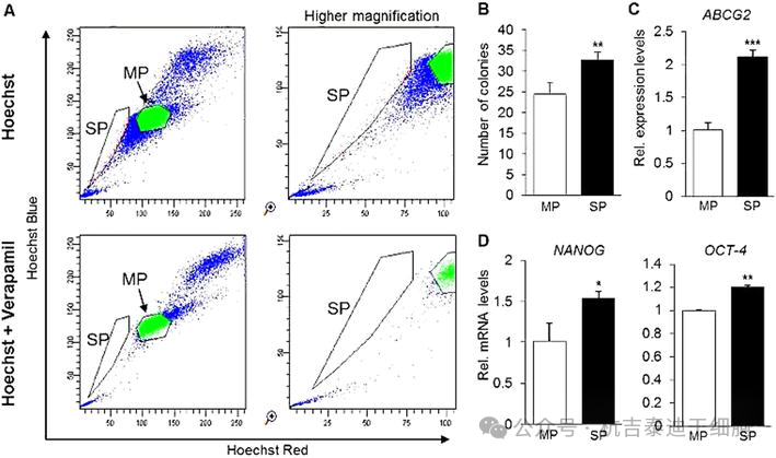 圖8：使用染料Hoechst-33342和維拉帕米識(shí)別成體干細(xì)胞。