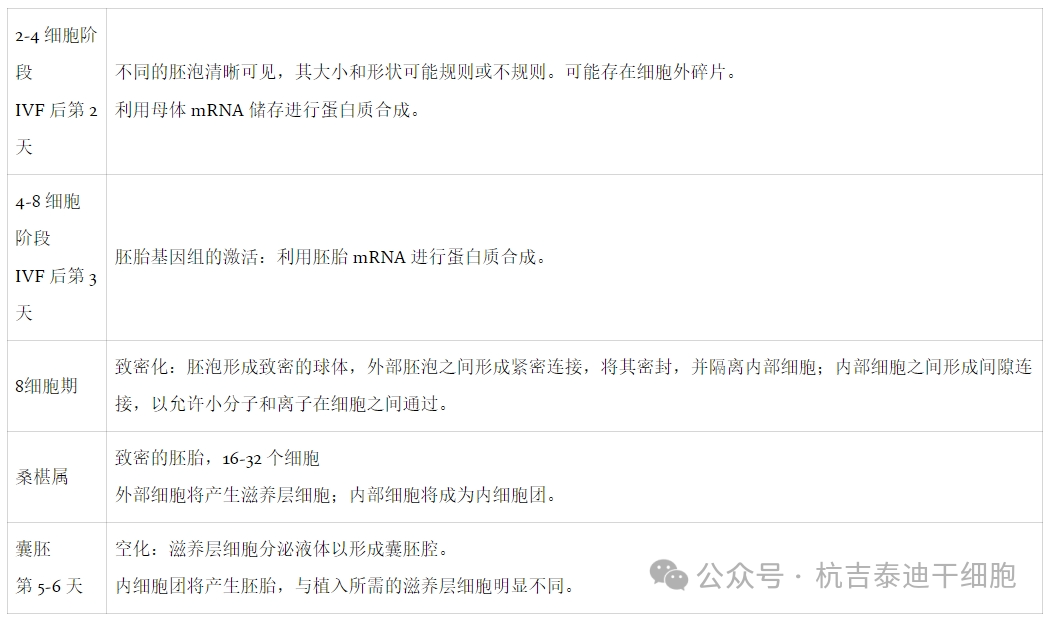 表1：人類胚胎的階段突出顯示了胚胎干細(xì)胞提取的正確階段。