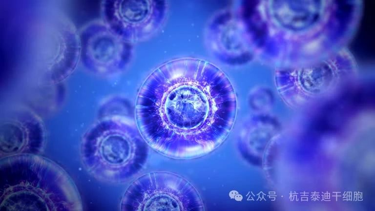 干細(xì)胞大揭秘：胚胎與成體干細(xì)胞的知識(shí)及其在復(fù)雜疾病中的應(yīng)用全解析