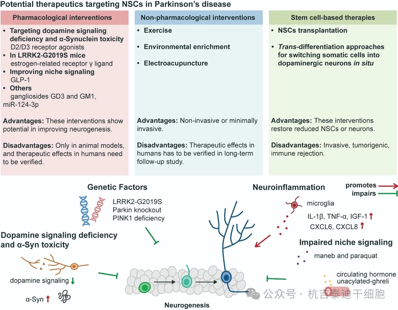 圖3：針對帕金森病中神經干細胞的潛在療法。