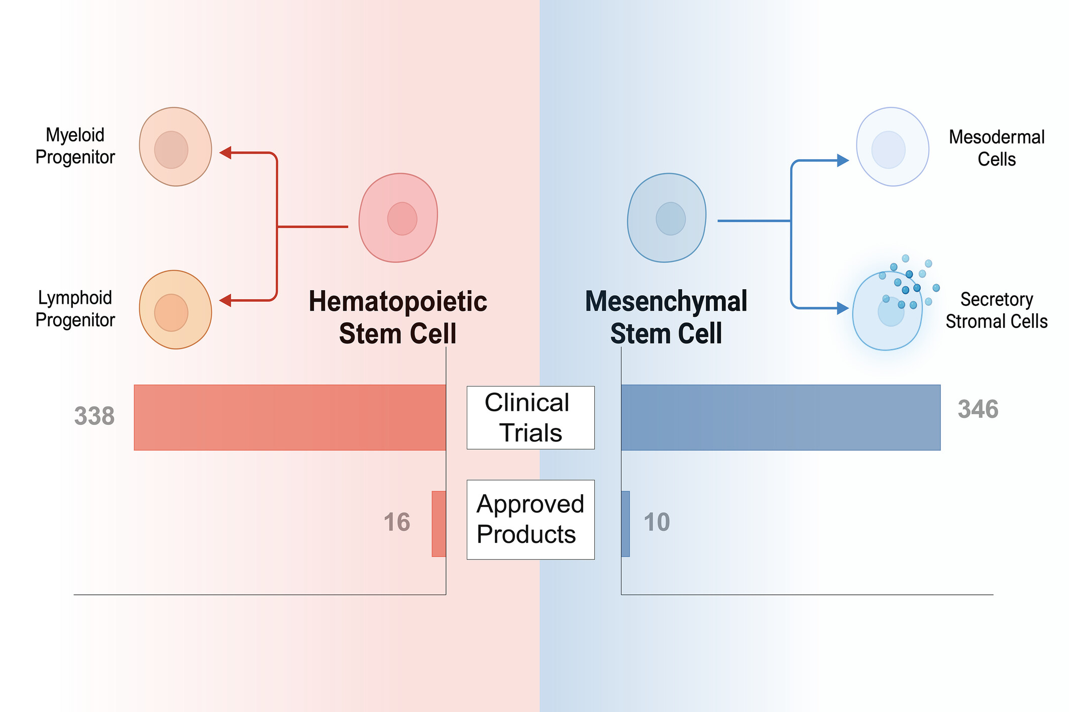 圖1：已獲批準或臨床研究的干細胞療法中使用的常見干細胞類型。HSC和MSC在干細胞療法的臨床領域中占主導地位。