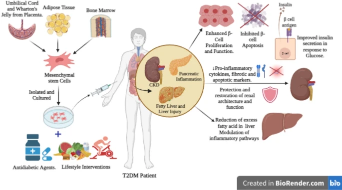 圖1：干細胞治療和藥物干預(yù)的聯(lián)合作用。