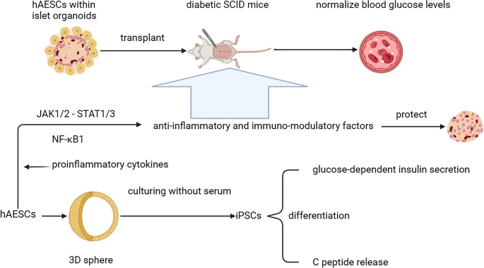 圖2:hAESC在糖尿病治療中的應用和機制