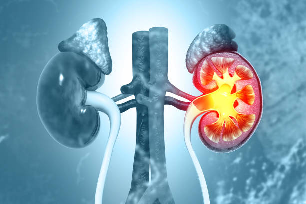 從糖尿病到狼瘡腎炎：干細(xì)胞能否治療繼發(fā)性腎病？