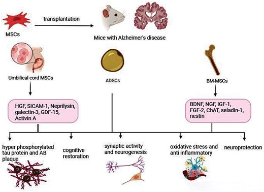 圖1.間充質干細胞在阻止或逆轉阿爾茨海默病進展方面的建議機制。 圖1.間充質干細胞在阻止或逆轉阿爾茨海默病進展方面的建議機制。