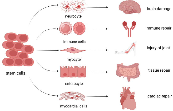 圖(1):干細胞的分化能力 圖(1):干細胞的分化能力