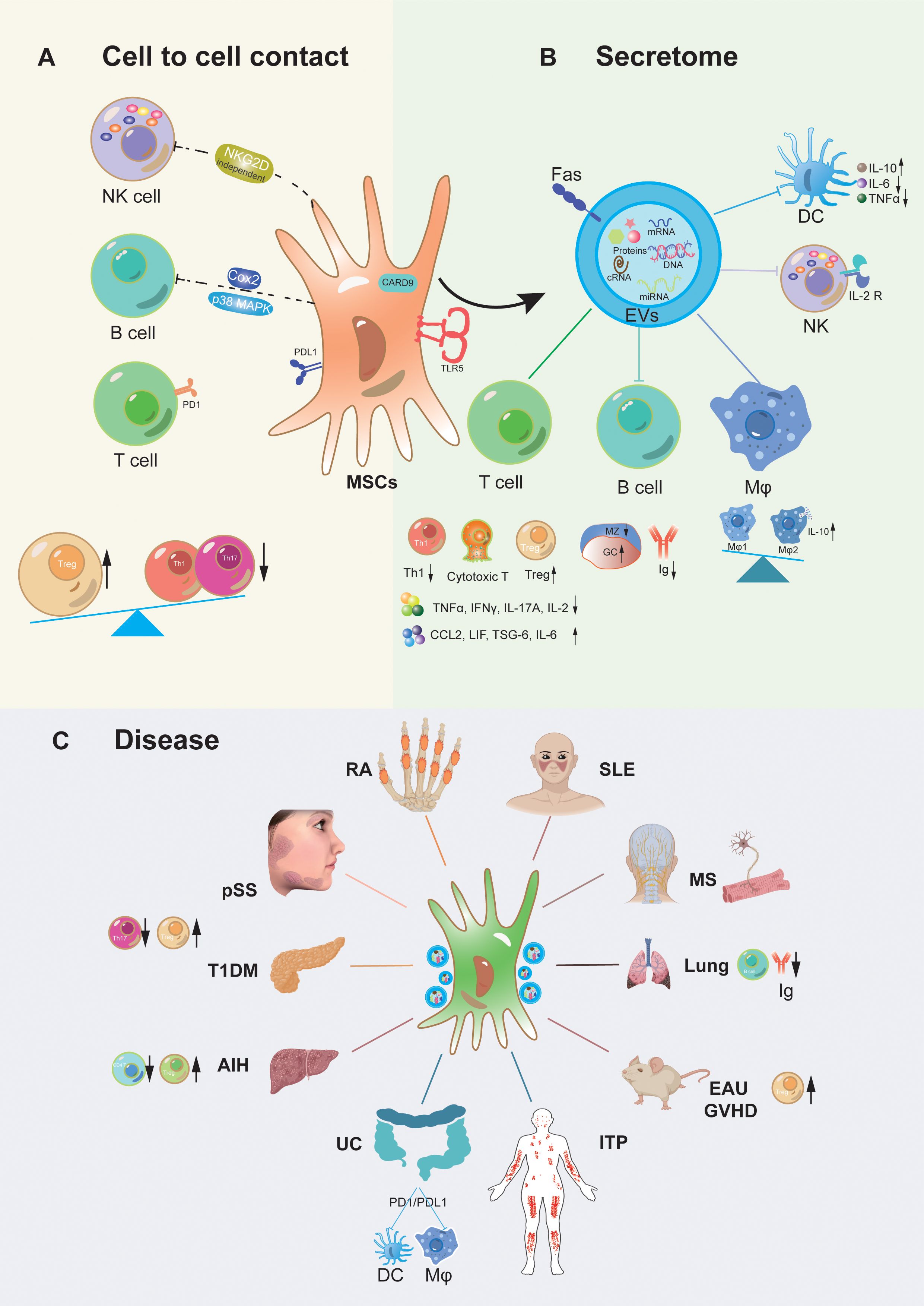 圖1:間充質(zhì)干細(xì)胞移植治療自身炎癥性疾病的作用機(jī)制。 圖1:間充質(zhì)干細(xì)胞移植治療自身炎癥性疾病的作用機(jī)制。