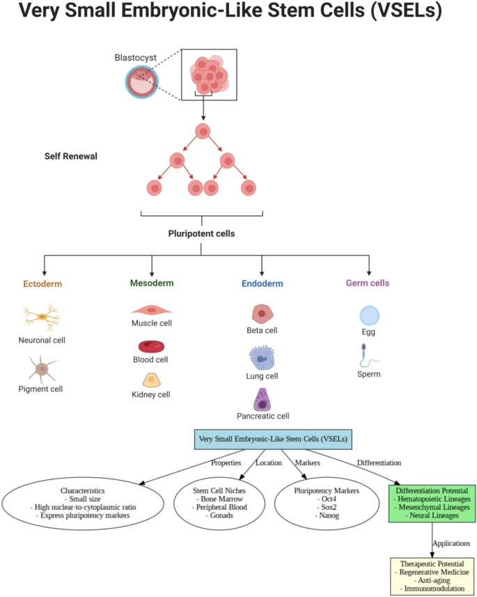 圖5:極小胚胎樣干細(xì)胞 (VSEL) 是具有分化成造血、間充質(zhì)和神經(jīng)譜系的潛能的多能細(xì)胞。它們存在于干細(xì)胞微環(huán)境,表達(dá)多能性標(biāo)志物,在再生醫(yī)學(xué)、抗衰老和免疫調(diào)節(jié)方面具有治療潛力。