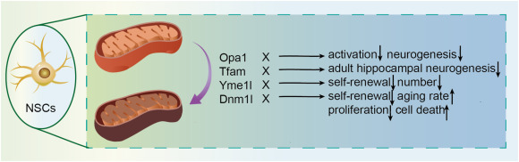圖3：四種調(diào)控因子通過線粒體動力學影響神經(jīng)干細胞。