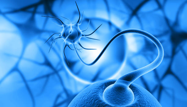 衰老中的神經(jīng)干細胞，如何利用神經(jīng)干細胞治療衰老相關(guān)疾病？