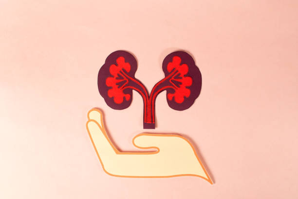 間充質干細胞治療腎病:不同劑量與給藥途徑會影響療效嗎? 間充質干細胞治療腎病:不同劑量與給藥途徑會影響療效嗎?