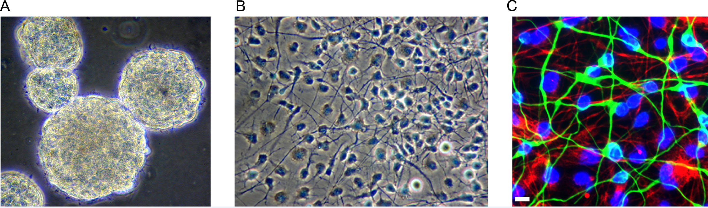 圖1：人類胎兒腦源性神經(jīng)干細胞。