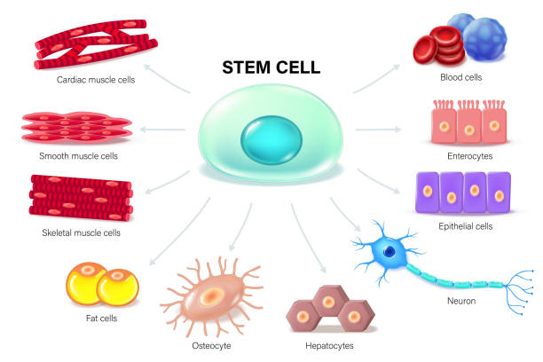 胚胎干細胞：再生醫學的終極密碼？｜九大觀點揭秘細胞治療的曙光與暗礁