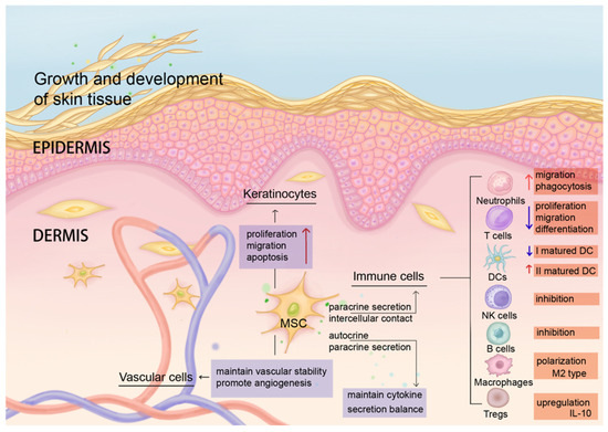 圖2:MSCs維持皮膚微環境穩態,并協調抗炎和再生免疫調節。 圖2:MSCs維持皮膚微環境穩態,并協調抗炎和再生免疫調節。