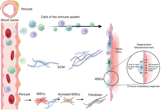 圖2:MSCs介導的組織修復過程。 圖2:MSCs介導的組織修復過程。