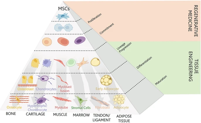 圖1:介生過程。Caplan等人于1994年提出了介生過程的典型假說,并展示了在誘導性細胞培養條件下,向骨骼、軟骨、肌肉等組織分化的實質性譜系通路。 圖1:介生過程。Caplan等人于1994年提出了介生過程的典型假說,并展示了在誘導性細胞培養條件下,向骨骼、軟骨、肌肉等組織分化的實質性譜系通路。