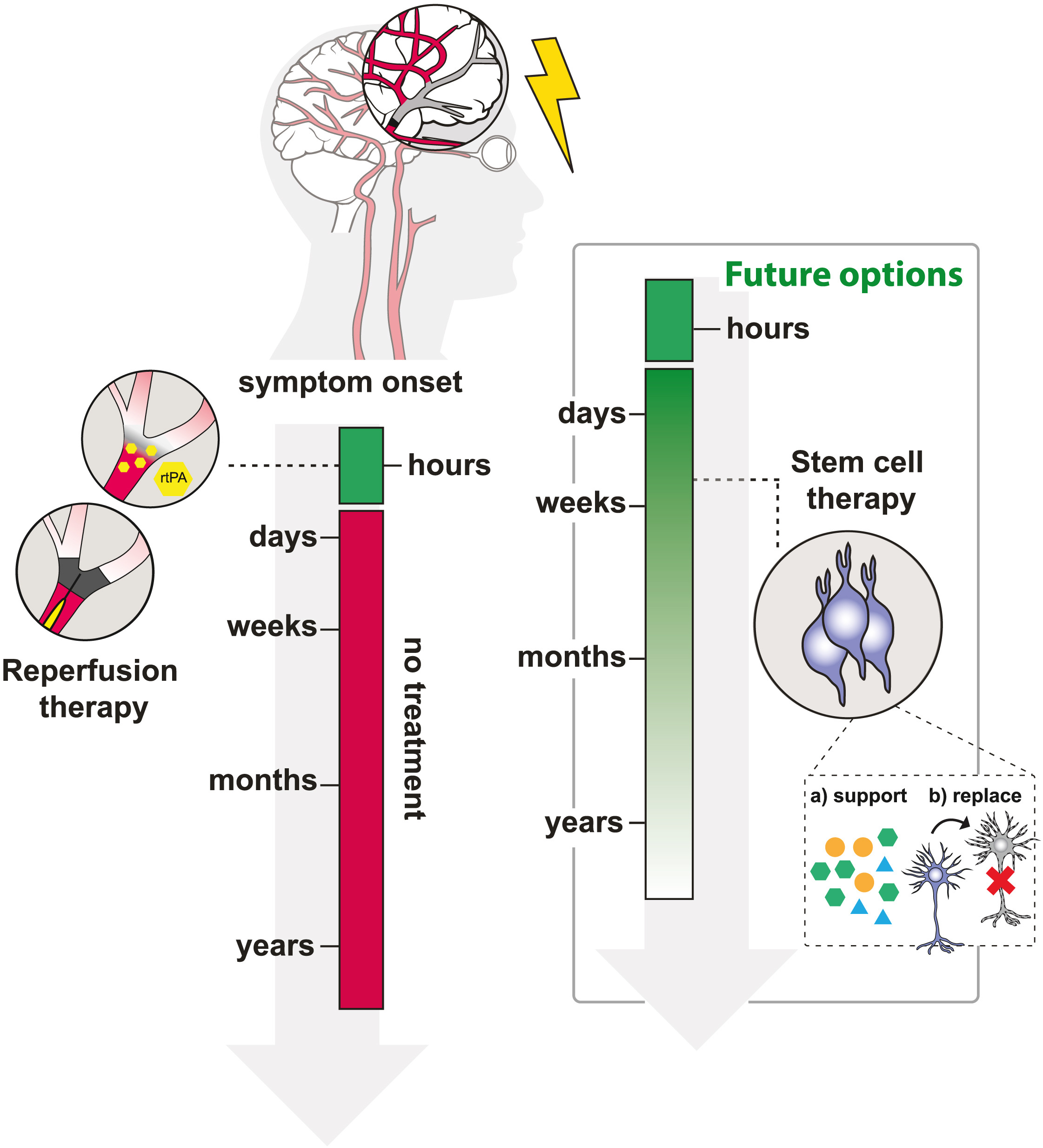圖1：治療缺血性中風(fēng)的現(xiàn)有和未來(lái)選擇