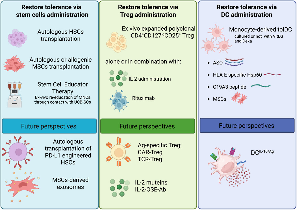 圖1：為恢復1型糖尿?。═1D）耐受性而提出的過繼細胞治療策略示意圖。