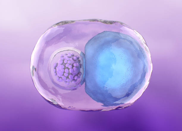 如何區(qū)分間充質(zhì)干細(xì)胞和臍帶血干細(xì)胞，6大的區(qū)別剖開兩類細(xì)胞的本質(zhì)差異