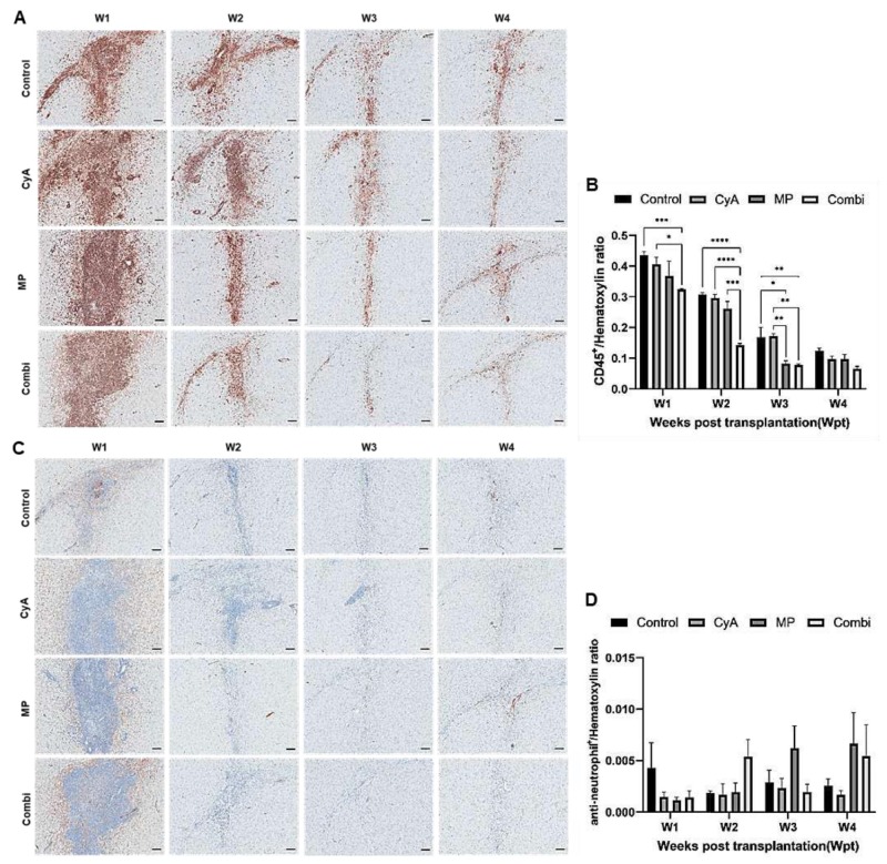 圖3：移植異種NSC的免疫抑制C57BL/6小鼠紋狀體中CD45+白細胞和中性粒細胞的組織學分析。