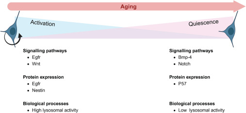 圖3：活躍和靜止神經干細胞之間的差異