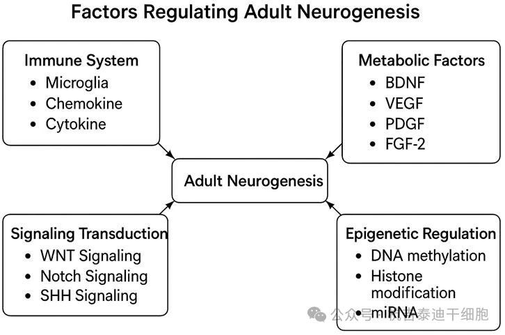 圖3：該圖展示了調節成體神經發生的因素。
