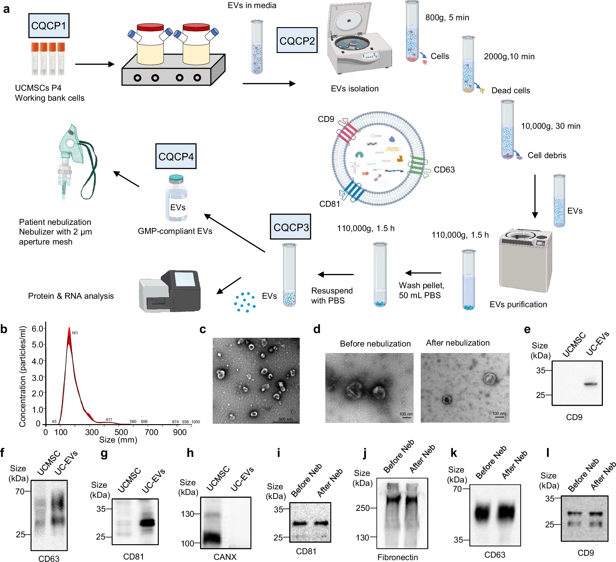 圖1：hUCMSC-EVs的制造和特性。