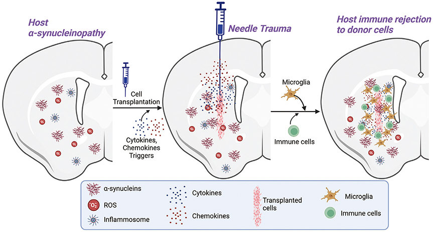 圖1：限制供體細胞存活和植入的因素。
