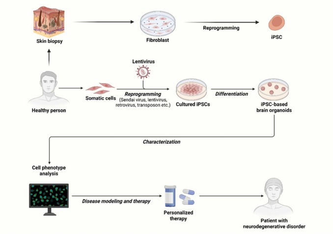 圖2.使用iPSC衍生的類器官對ND進行建模和治療的說明。 圖2.使用iPSC衍生的類器官對ND進行建模和治療的說明。