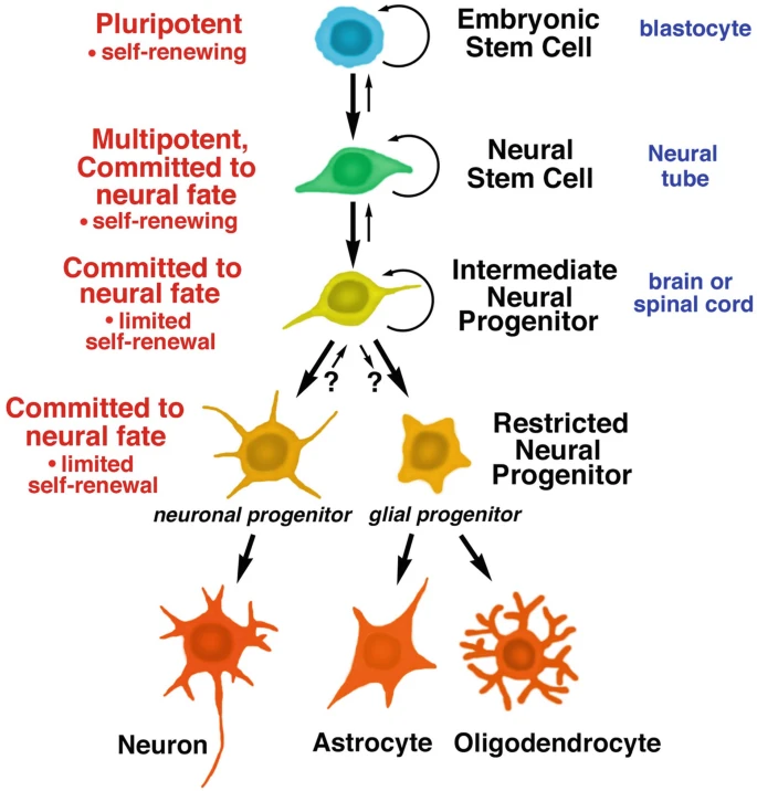 圖1：胚胎干細(xì)胞和神經(jīng)干細(xì)胞的發(fā)育階段。所有干細(xì)胞都具有分裂和自我更新的能力；子細(xì)胞可以分化成特定的譜系，包括神經(jīng)干細(xì)胞、神經(jīng)祖細(xì)胞，進(jìn)而分化成神經(jīng)元和神經(jīng)膠質(zhì)細(xì)胞。