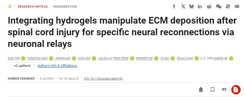 整合水凝膠可控制脊髓損傷后的ECM沉積，從而通過神經(jīng)元中繼實(shí)現(xiàn)特定的神經(jīng)重新連接