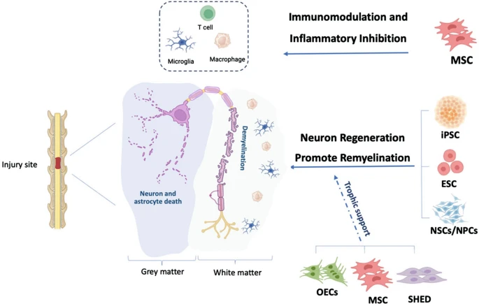 圖2:脊髓損傷細胞治療的細胞靶點和潛在機制。 圖2:脊髓損傷細胞治療的細胞靶點和潛在機制。