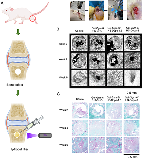 Gel-Gym/HS-Dopa水凝膠用于骨損傷治療的實(shí)驗(yàn)結(jié)果 Gel-Gym/HS-Dopa水凝膠用于骨損傷治療的實(shí)驗(yàn)結(jié)果