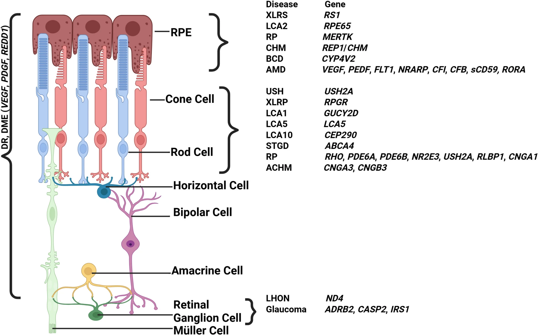 圖3：視網膜退行性疾病及相關基因示意圖。