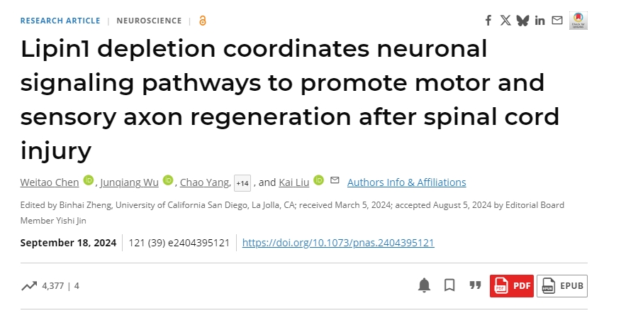 脂磷脂1耗竭協(xié)調(diào)神經(jīng)元信號(hào)通路以促進(jìn)脊髓損傷后運(yùn)動(dòng)和感覺軸突再生