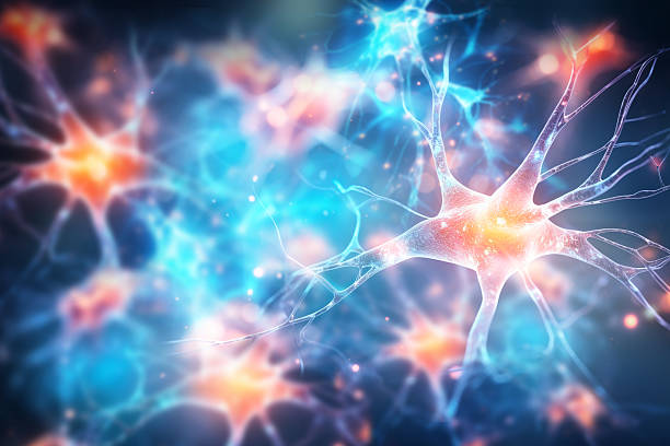 神經干細胞移植能治療哪些疾病?包含帕金森、脊髓損傷等6大適應癥 神經干細胞移植能治療哪些疾病?包含帕金森、脊髓損傷等6大適應癥