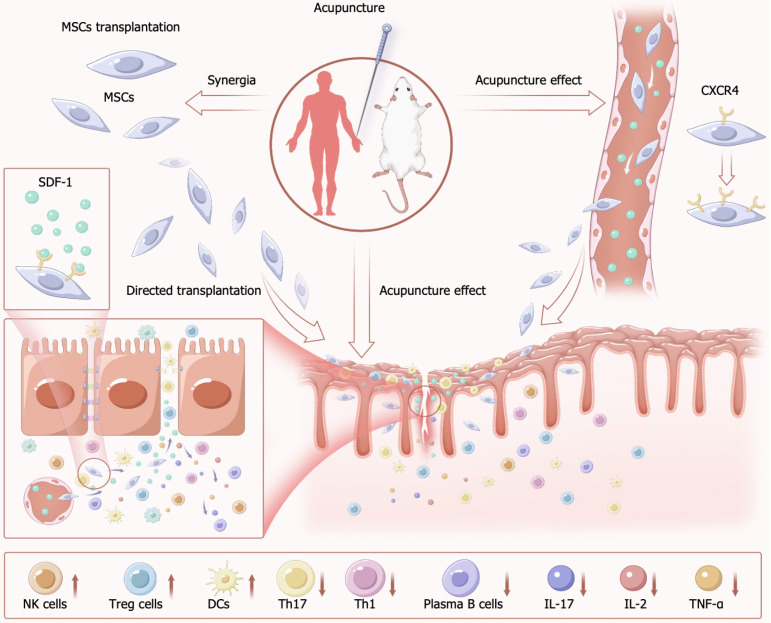 圖3：針刺聯(lián)合間充質(zhì)干細胞治療炎癥性腸病的機制