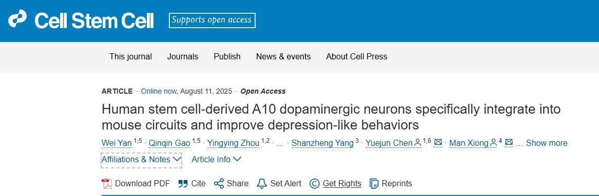 靶向修復大腦：移植人類干細胞衍生的A10神經元，為治療抑郁癥提供新策略