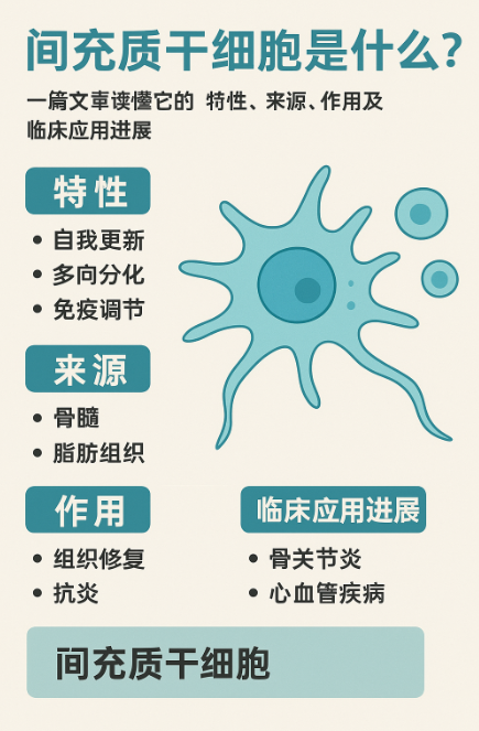 間充質(zhì)干細(xì)胞是什么？一篇文章讀懂它的特性、來源、作用及臨床應(yīng)用進展