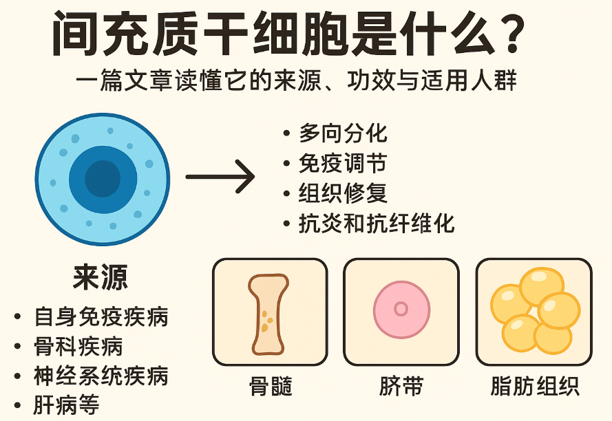 間充質(zhì)干細(xì)胞是什么？一篇文章讀懂它的來源、功效與適用人群