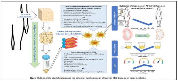 在實驗中，研究人員觀察到ADMS1的表達增加與關節疼痛和炎癥之間的關系