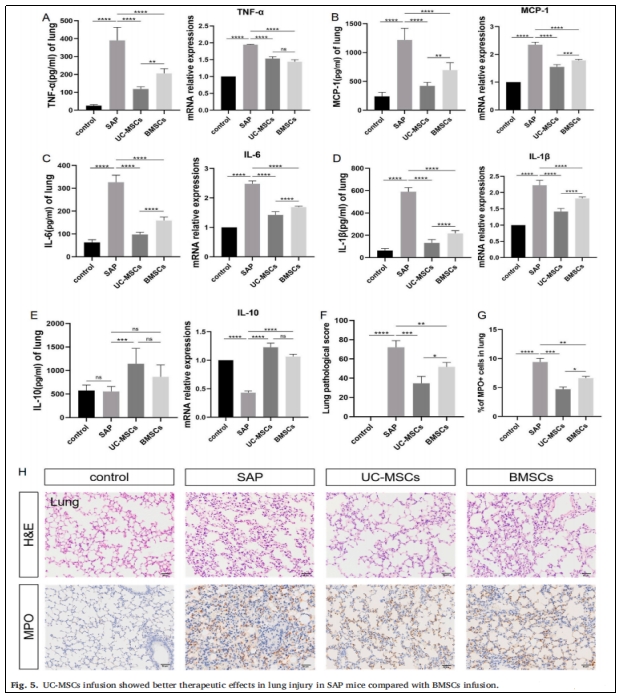 圖5：UC-MSCs輸注對SAP小鼠肺損傷的治療效果優(yōu)于BMSCs輸注。