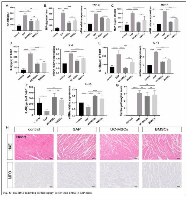 圖6：UC-MSCs對SAP小鼠心臟損傷的緩解作用優(yōu)于BMCs。