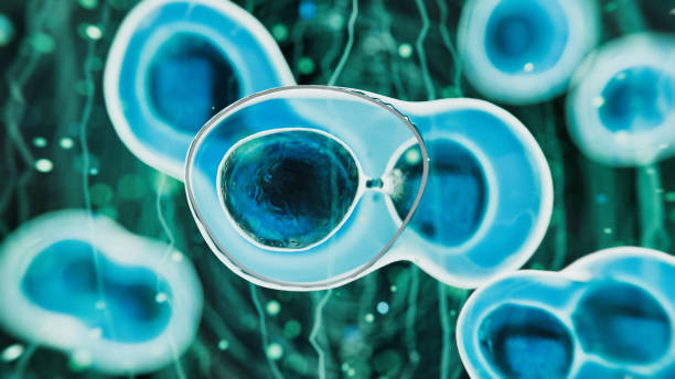 什么是干細胞療法治療腦癱? 什么是干細胞療法治療腦癱?