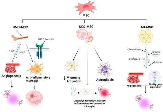 圖1：神經干細胞（NSCs）、間充質干細胞（MSCs）和誘導多能干細胞（iPSCs）的分化潛能。